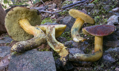 Hortiboletus engelii