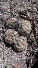 Coryphantha radians