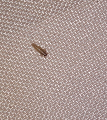 Insecta