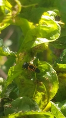 Harmonia axyridis