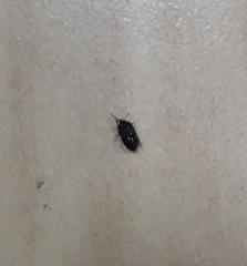 Pterygota