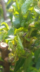 Harmonia axyridis