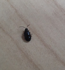 Alticina