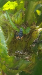 Harmonia axyridis