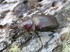 Sphaenognathus feisthamelii