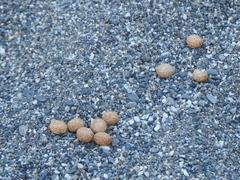 Lepus sinensis formosus