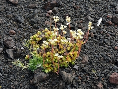 Saxifraga bronchialis funstonii
