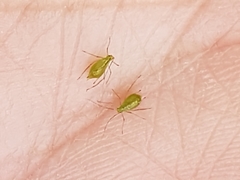 Aphis pomi