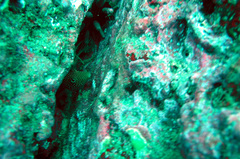 Canthigaster punctatissima