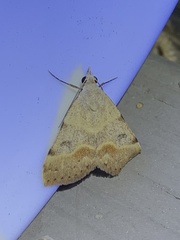 Hemeroplanis incusalis