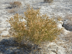 Salsoloideae