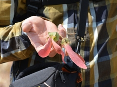 Dipterocarpus tuberculatus