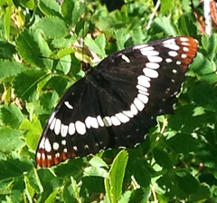 Limenitis