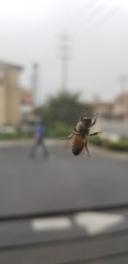 Apis mellifera