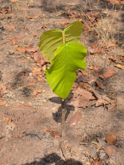 Dipterocarpus tuberculatus