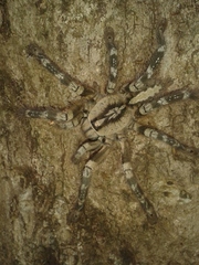 Poecilotheria