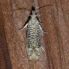 Eucosma argutipunctana