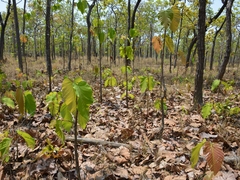 Dipterocarpus tuberculatus
