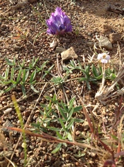 Oxytropis pumila
