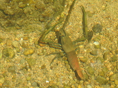 Macrobrachium asperulum