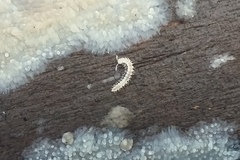 Brachydesmus superus