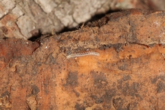 Polydesmus stuxbergi