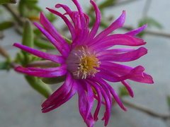 Delosperma neethlingiae
