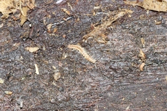 Brachydesmus superus