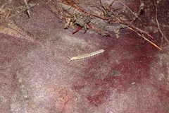 Polydesmus stuxbergi