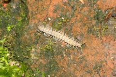 Brachydesmus superus