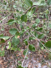 Vaccinium arboreum image