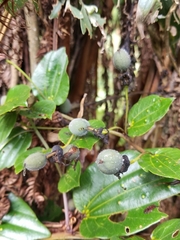 Passiflora cuspidifolia