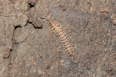 Brachydesmus superus