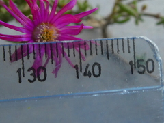 Delosperma neethlingiae