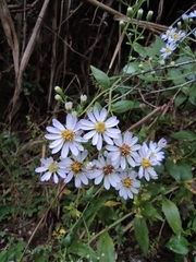 Aster ageratoides