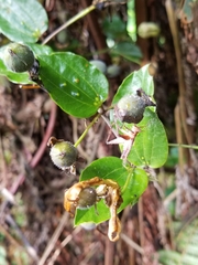 Passiflora cuspidifolia