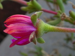Delosperma neethlingiae