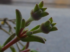 Delosperma neethlingiae