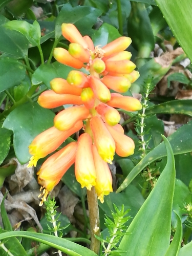 Aloiampelos ciliaris