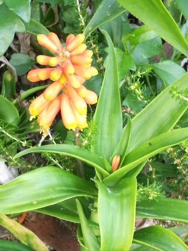 Aloiampelos ciliaris