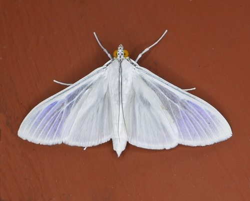 Satin White Palpita
