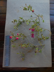 Delosperma neethlingiae