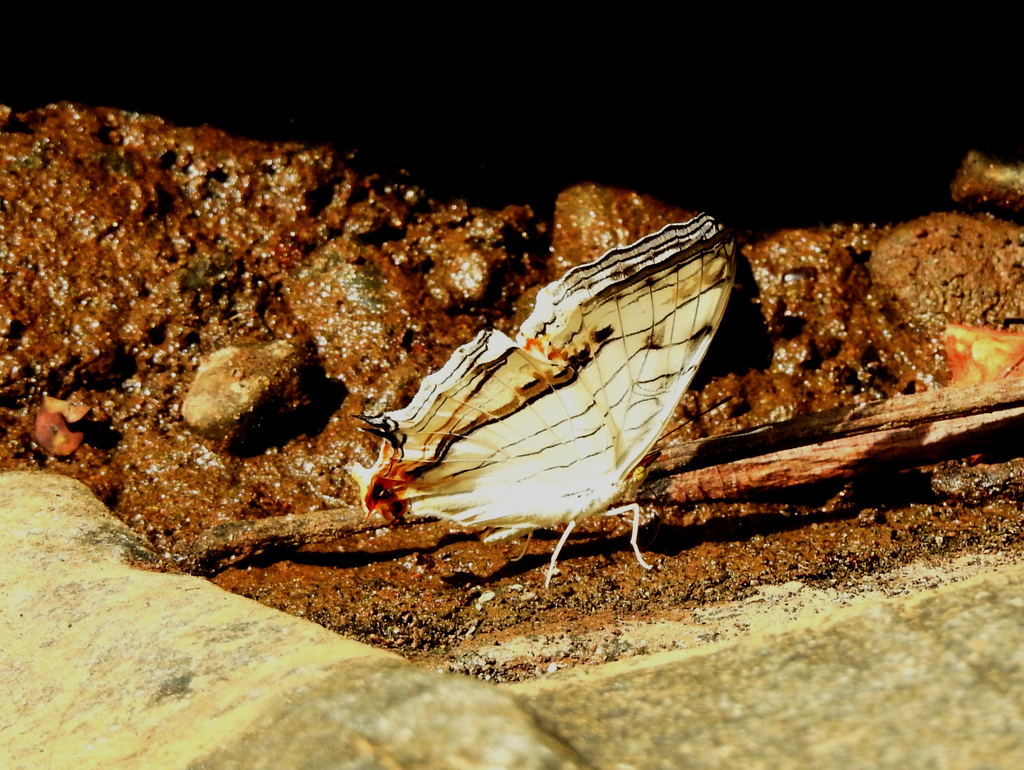 Common Mapwing