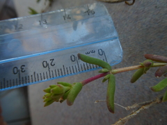 Delosperma neethlingiae