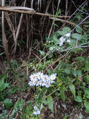 Aster ageratoides