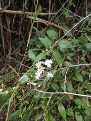 Aster ageratoides