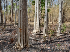 Lagerstroemia calyculata