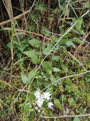 Aster ageratoides