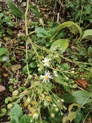 Aster ageratoides