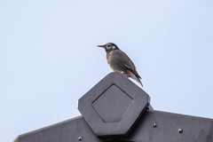 Spodiopsar cineraceus